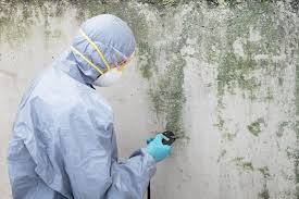 Why You Should Choose Our Mold Remediation Services in Saukville, WI